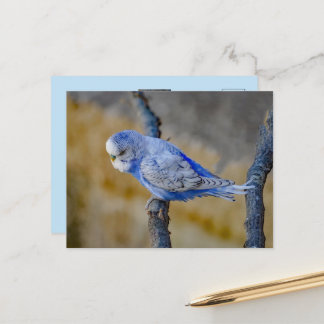 かわいい青いセキセイインコのカスタムフォトカード ポストカード