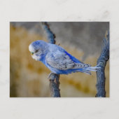 かわいい青いセキセイインコのカスタムフォトカード ポストカード (正面)
