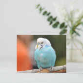 かわいい青いセキセイインコの木の枝の上 ポストカード (スタンド正面)