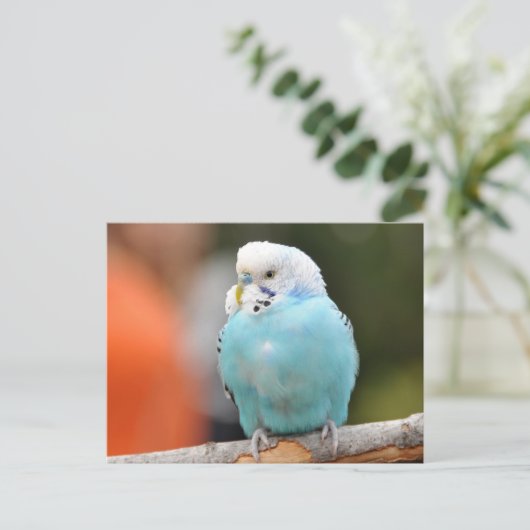 かわいい青いセキセイインコの木の枝の上 ポストカード (スタンド正面)