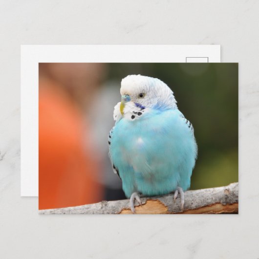 かわいい青いセキセイインコの木の枝の上 ポストカード (正面/裏面)