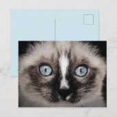 かわいい青い目の白と茶色の子猫 ポストカード (正面/裏面)