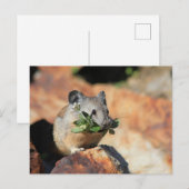 かわいい食べマウスの緑の写真はがき ポストカード (正面/裏面)