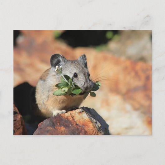 かわいい食べマウスの緑の写真はがき ポストカード (正面)