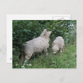 かわいい食べ物羊の葉の葉書 ポストカード (正面/裏面)