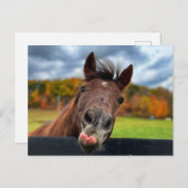 かわいい馬はがき ポストカード (正面/裏面)