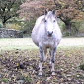 かわいい馬 セラミックノブ
