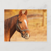 かわいい馬 ポストカード (正面)