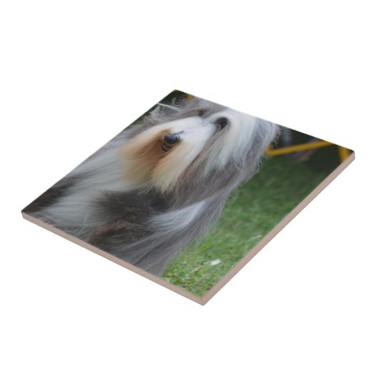 かわいい髭があるコリー タイル (側面)