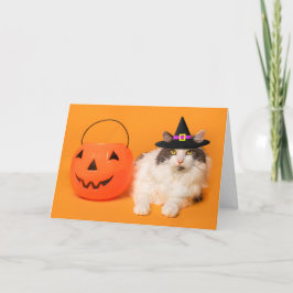 かわいい魔女帽の猫ちゃんと一緒にハロウィンを楽しんで シーズンカード