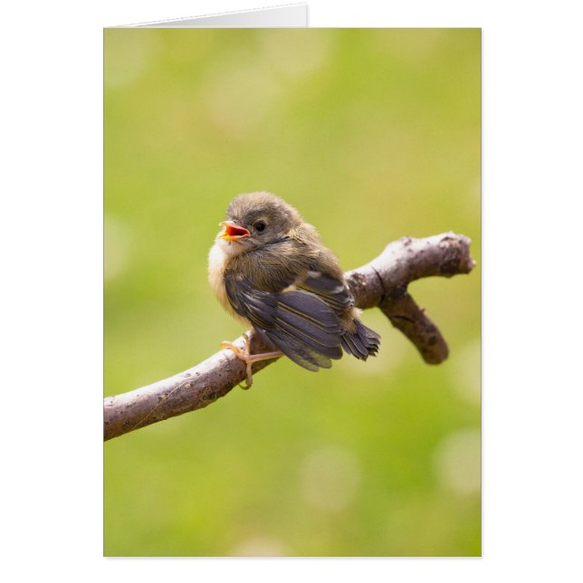 かわいい鳥が夏の日に楽しく歌う (正面)
