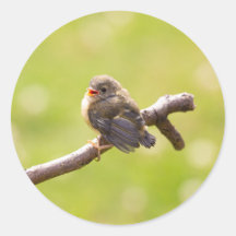 かわいい鳥が夏の日に楽しく歌う