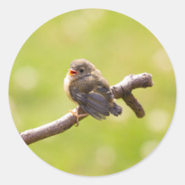 かわいい鳥が夏の日に楽しく歌う ラウンドシール