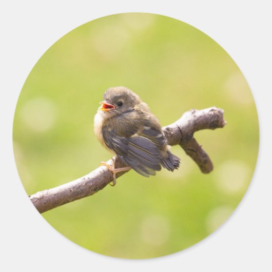 かわいい鳥が夏の日に楽しく歌う ラウンドシール (正面)