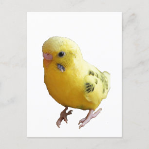 かわいい黄色いフレンドリーインコの鳥の写真 ポストカード