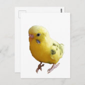 かわいい黄色いフレンドリーインコの鳥の写真 ポストカード (正面/裏面)