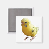 かわいい黄色いフレンドリーインコの鳥の写真 マグネット (正面/裏面)