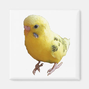 かわいい黄色いフレンドリーインコの鳥の写真 マグネット