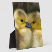 かわいい黄色のふわふわのアヒル、ベビーアヒル フォトプラーク (側面)