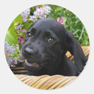 かわいい黒いラブラドールレトリバー犬の子犬のペット写真 ラウンドシール