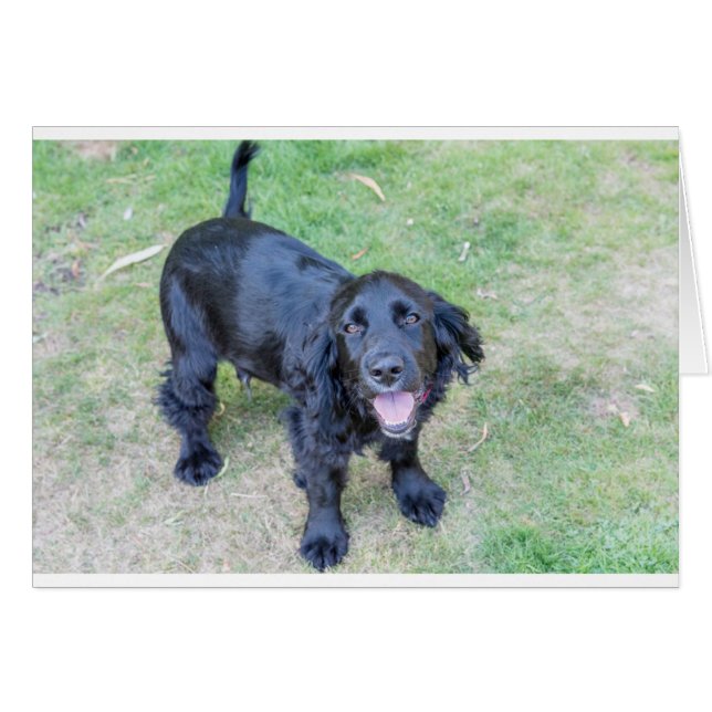 かわいい黒い子犬 (正面横)