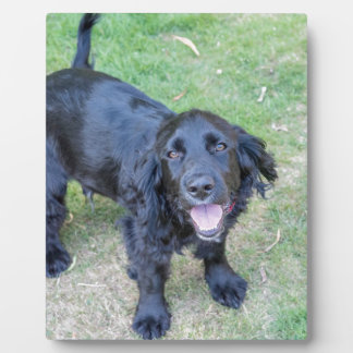 かわいい黒い子犬 フォトプラーク