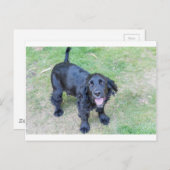 かわいい黒い子犬 ポストカード (正面/裏面)