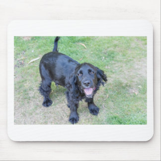 かわいい黒い子犬 マウスパッド