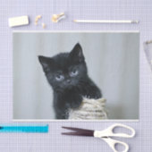 かわいい黒い子猫のトウェイン写真 薄葉紙 (クラフト)