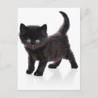 かわいい黒い子猫 ポストカード