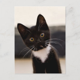 かわいい黒と白のタキシード子猫 ポストカード