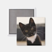 かわいい黒と白のタキシード子猫 マグネット (正面/裏面)
