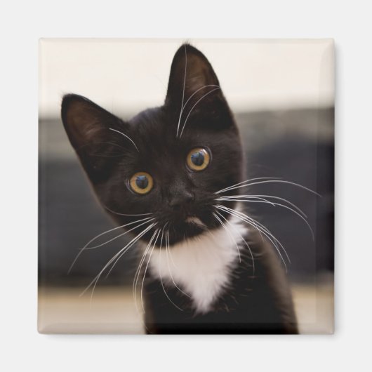 かわいい黒と白のタキシード子猫 マグネット (正面)