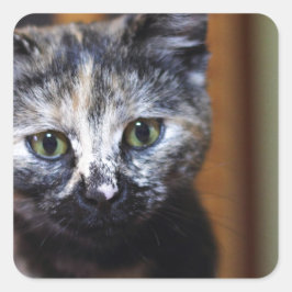 かわいい黒と白の子猫 スクエアシール