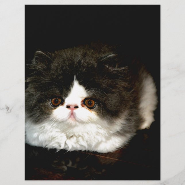 かわいい黒と白の子猫 ペット (正面)