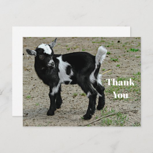 かわいい黒と白の赤ちゃんヤギの写真ありがとう ポストカード (正面/裏面)