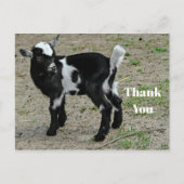 かわいい黒と白の赤ちゃんヤギの写真ありがとう ポストカード (正面)