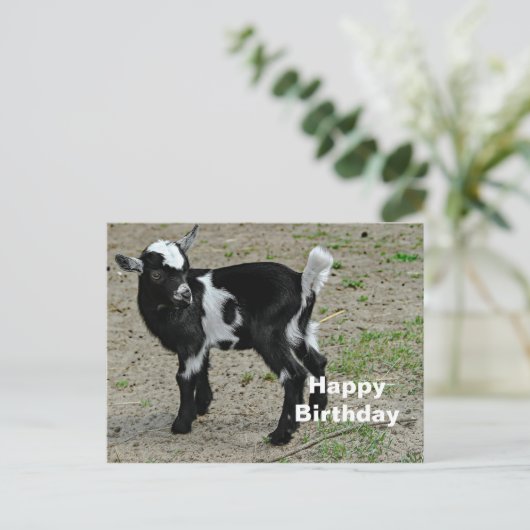 かわいい黒と白の赤ちゃんヤギの写真の誕生日 ポストカード (スタンド正面)