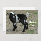 かわいい黒と白の赤ちゃんヤギの写真 ありがとう ポストカード (正面/裏面)