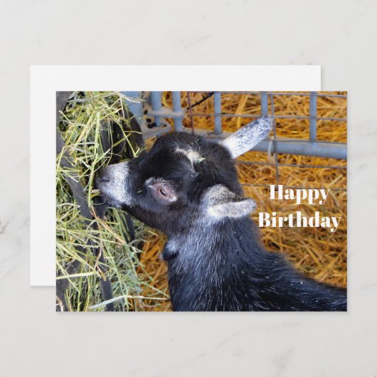 かわいい黒の子ヤギが草を食べる写真 誕生日 ポストカード (正面/裏面)