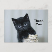 かわいい黒の子猫の糸の写真ありがとうございます