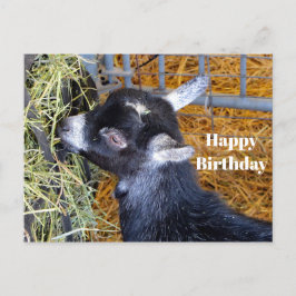 かわいい黒の赤ちゃんヤギが草を食べる写真の誕生日 ポストカード