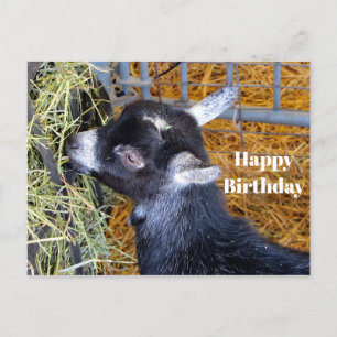 かわいい黒の赤ちゃんヤギが草を食べる写真の誕生日 ポストカード