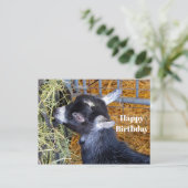 かわいい黒の赤ちゃんヤギが草を食べる写真の誕生日 ポストカード (スタンド正面)