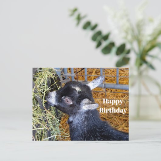 かわいい黒の赤ちゃんヤギが草を食べる写真の誕生日 ポストカード (スタンド正面)
