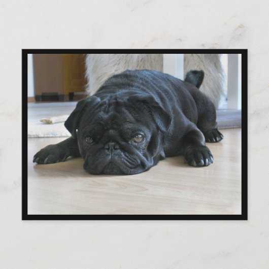かわいい黒パグの子犬のポストカード 怠け者バージョン ポストカード (正面)