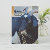 かわいい黒ヤギの写真誕生日 招待状 (スタンド正面)