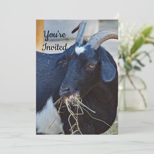かわいい黒ヤギの写真誕生日 招待状 (スタンド正面)