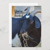 かわいい黒ヤギの写真誕生日 招待状 (正面/裏面)