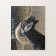 かわいい黒ヤギ